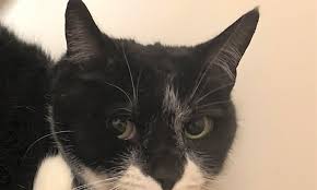 San diego animal welfare coalition statistics. San Diego Based Cats Ready For Adoption