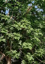 Image result for Baphia massaiensis