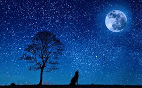 You can download any moon, wolfs mobile wallpaper for phone. Moon Wolf Wallpaper Moon Hd Wallpapers 1080p 1920x1200 Wallpaper Teahub Io