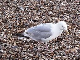 We did not find results for: Ù†ÙˆØ±Ø³ ÙØ¶ÙŠ