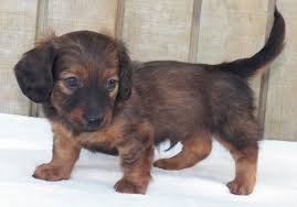 Treat coccidia in cats naturally. Dga Dachshund Puppies For Sale Handmade Michigan