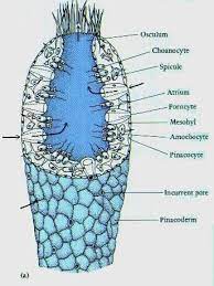 10a 11b draw and label the life cycle of obelia. Porifera Diagram Science Biology Arthropods Plant Science