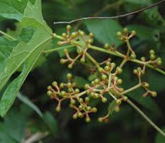 Image result for Ampelocissus