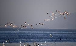 Sewri Fort | Military Wiki | Fandom