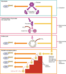Biology Pictures Cellular Respiration Pathway Photosynthesis And Cellular Respiration Cellular Respiration Macromolecules Biology