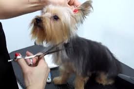 All dogs need grooming, but the amount of time required to grooming varies widely according to breed. 301 Most Creative Dog Grooming Shop Names Brandongaille Com