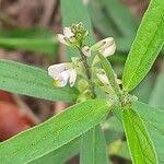 Image result for Polygala sphenoptera