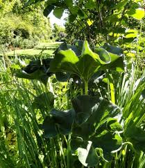 Image result for Gunnera perpensa