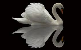White Swan Feathers Beautiful Birds Animals Beautiful Mute Swan