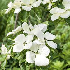Bred for excellent flowering of c. Cornus Kousa Venus R Jap Blumen Hartriegel Venus R
