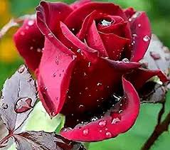 Gambar bunga mawar vektor terbaik download now rose bunga merah gamb. Gambar Bunga Mawar Merah Berduri