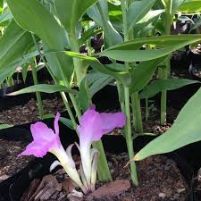 Image result for Siphonochilus