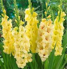 Pin On Bulb Gardening