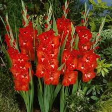 Image result for Gladiolus atropurpureus