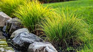 Image result for Juncus