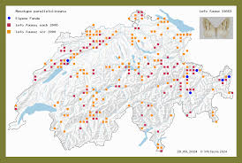 Image result for Mesotype parallelolineata