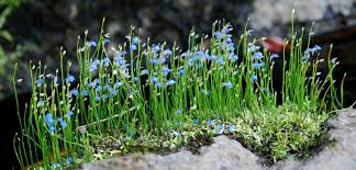 Image result for Utricularia sp.no.1