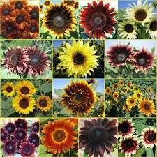 Double Dance Mixed Sunflower Seeds Helianthus Annuus Red Sunflowers Growing Sunflowers Flower Farm
