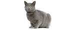 Chartreux - Wikipedia