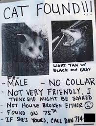 Cat Found Possum Humor Laughing So Hard Laugh Animal Humour