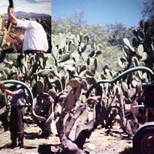 This could be the only web page dedicated to explaining the meaning of cactus (cactus acronym/abbreviation/slang word). Prototype Of Harvester For Cactus Pear Fruit Tunas Download Scientific Diagram