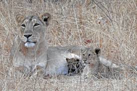 The Leopard Cub With The Lioness Mom The New York Times