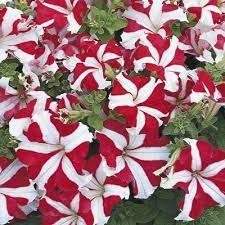 Petunia Tritunia Red Star F1 Flower Seeds Petunias Flowers