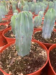Image result for Myrtillocactus geometrizans