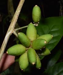 Image result for Icacinaceae