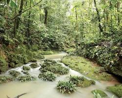 Image of Amazon Rainforest