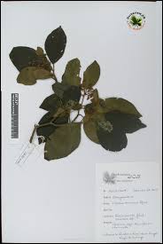 Image result for Cordia monoica