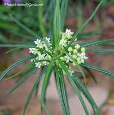We would like to show you a description here but the site won't allow us. Find Milkweed Plants And Milkweed Seeds For Monarchs 25