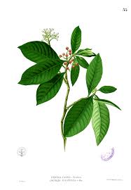 Image result for Psychotria moninensis