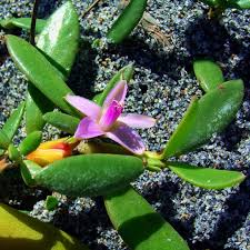 Image result for Sesuvium