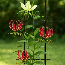 Image result for Gloriosa