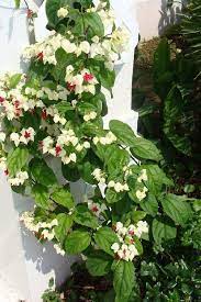 Bleeding Heart Vine Glory Bower Profile Bleeding Heart Vine Bleeding Heart Bleeding Heart Flower