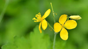 Tratament specific pentru tumori tiroidiene va fi stabilit de catre medic in functie de: Nodulii Tiroidieni Se Micsoreaza Cu Nutritie Pura Nu Medicamente Viataverdeviu Ro