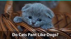 Clothes are warm and comfy. Do Cats Pant Like Dogs What Does It Mean