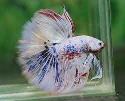 Giant Betta Fish For Sale Ile Ilgili Gorsel Sonucu Betta Betta Fish Betta Fish Tank