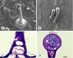 Image result for Commicarpus pilosus