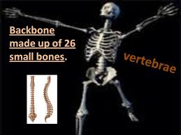 The bones of our body make up a skeleton. The Skeletal System Hb Chapter 2 Lesson 1 Backbone Made Up Of 26 Small Bones Vertebrae Ppt Download
