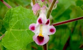 Image result for Pedaliaceae