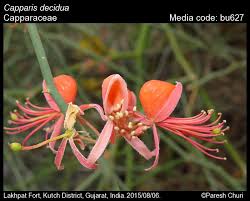 Image result for Capparis citrifolia