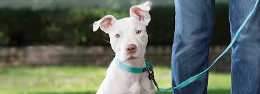 Fda melamine pet food recall. Limited Ingredient Dog Food Diets Petsmart