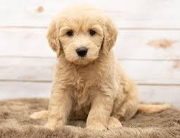 Goldendoodles are designer dogs, a hybrid resulting from breeding two purebred dogs. Standard And Mini Goldendoodle Puppies For Sale Poodles 2 Doodles