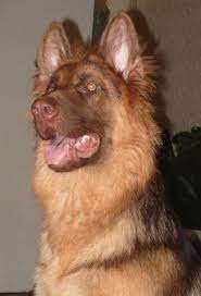 72 German Shepherds Ideas German Shepherd Dogs Dogs And Puppies German Shepherd Puppies