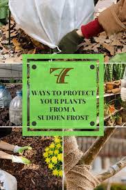 7 Ways To Protect Your Plants From A Sudden Frost Frost Protection For Plants Plants Plant Protection