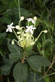 Image result for Clerodendrum capitatum