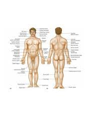 Pain is the last symptom of dysfunction. Human Body Diagram Back 752x900 Jpg Course Hero