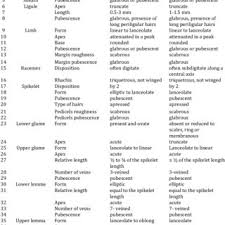 Image result for Digitaria remotigluma